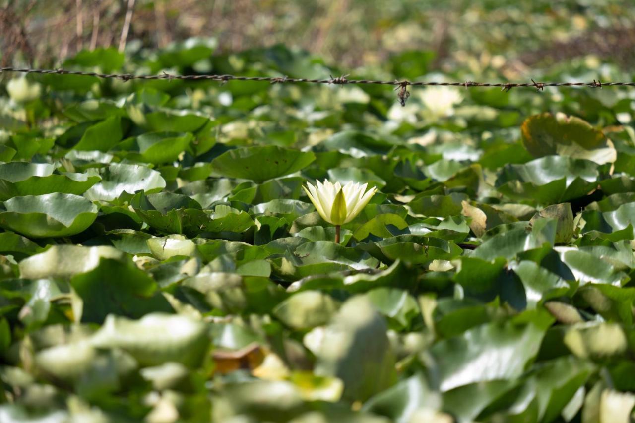 Green View Group Of Houseboats Hotel Srinagar  Phòng bức ảnh